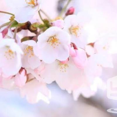桜イベント