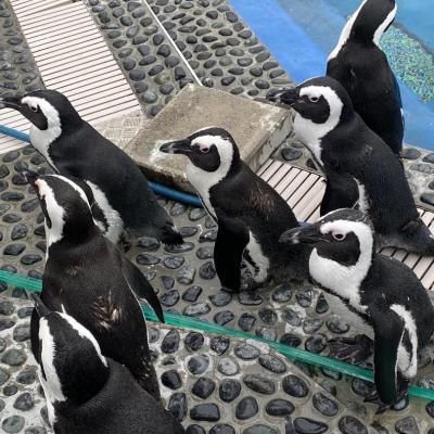 やはりPENGUINはかわいい