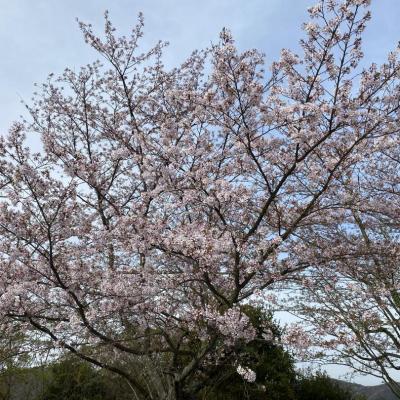 桜｡❀·̩͙