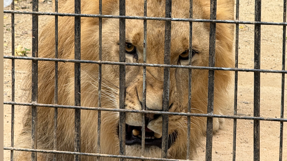 ライオンかっこいい🦁