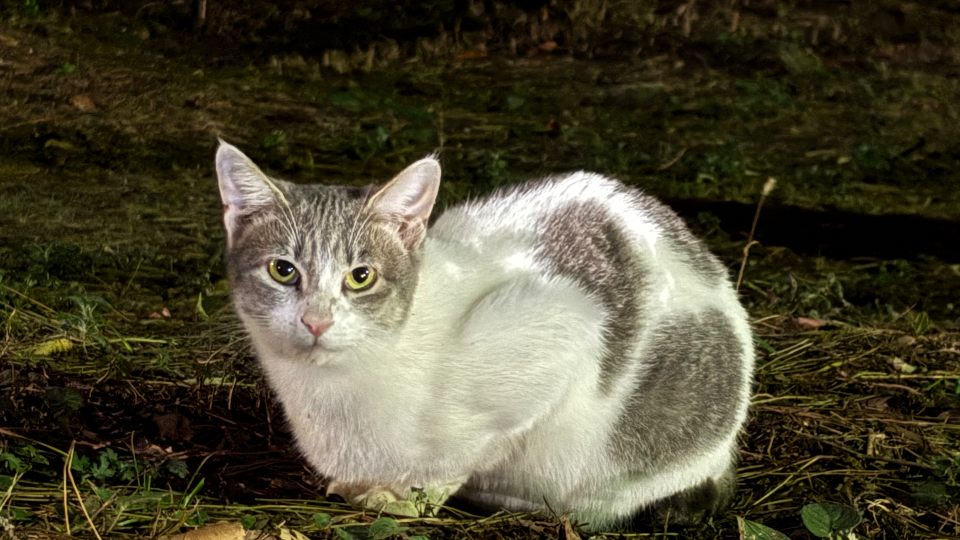 猫いっぱいいた😆