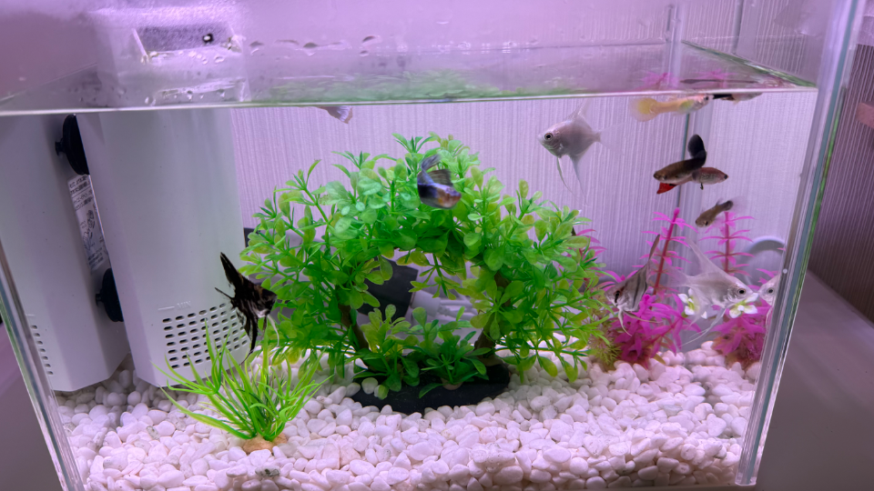 水槽綺麗にした