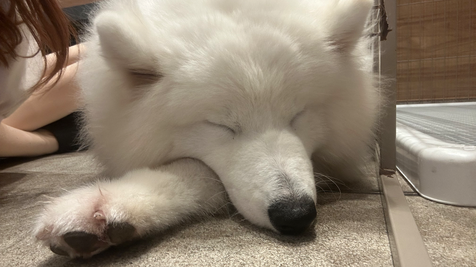 昨日はお休み頂いてお友達に会いに岡山へ🍑念願のサモエドカフェ🐶