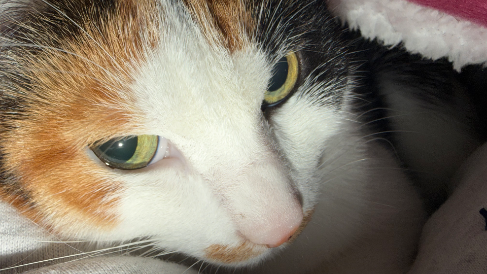 毎日かわいいにゃんこと一緒🫶