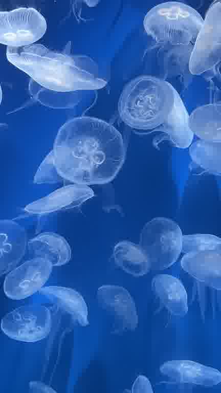 ホストクラブ15ムービー