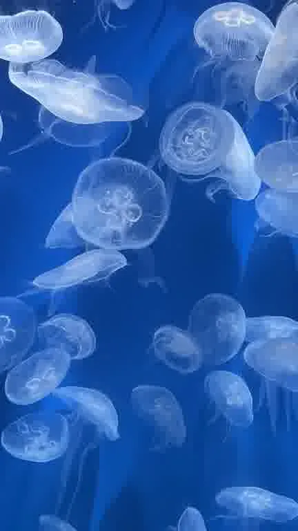 ホストクラブ15ムービー