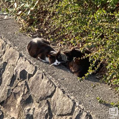 [高知]ホストクラブamazeの雰囲気