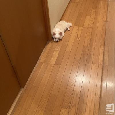 [高松]ホストクラブBelchicの雰囲気