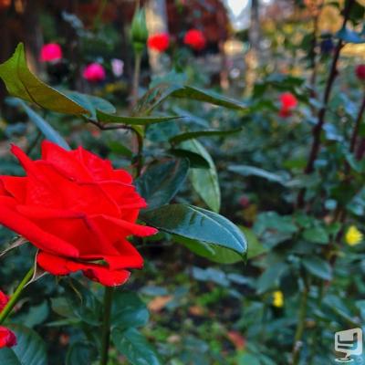 ホストクラブBelchicお店の雰囲気