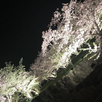 今日の一枚 ♪ ww (*´ｰ`*) 今年一番の夜桜特集(● ˃̶͈̀ロ˂̶͈́)੭ꠥ⁾⁾