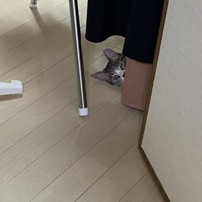 今日の一枚 カワイイ オモシロ ビックリ 愛猫 猫 出勤