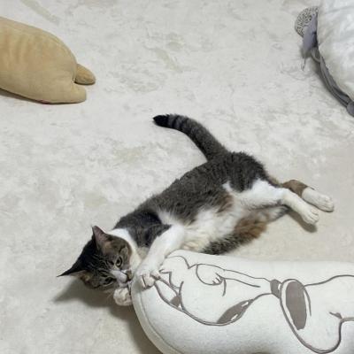 今日の一枚 セクシー カワイイ オモシロ ビックリ やってみた 猫