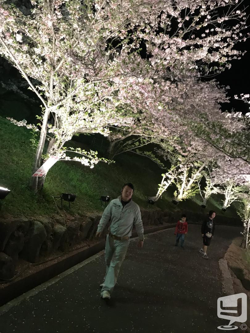 今日の一枚 今年一番の夜桜特集(● ˃̶͈̀ロ˂̶͈́)੭ꠥ⁾⁾ おはようございます
